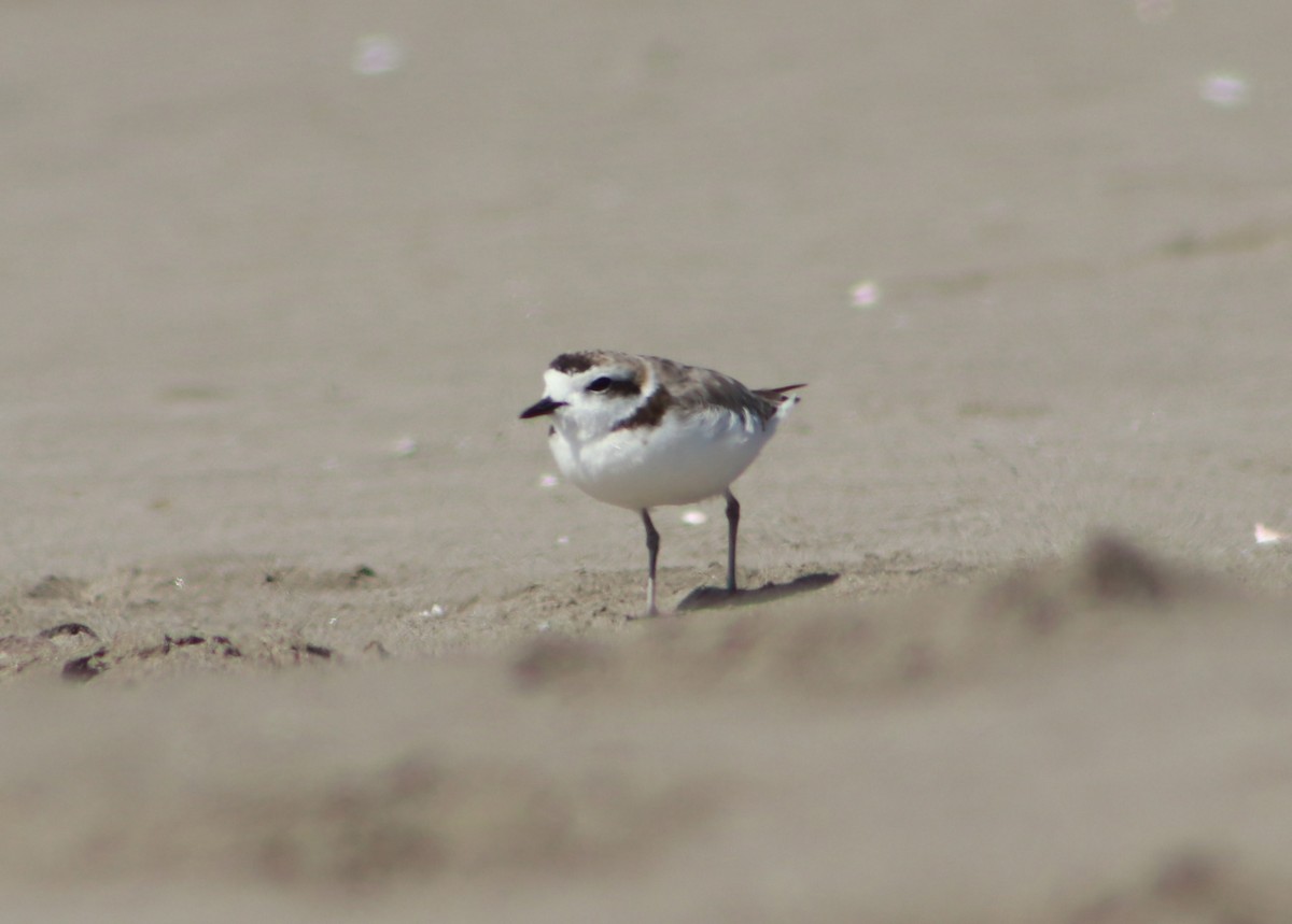 Snowy Plover - ML617435117