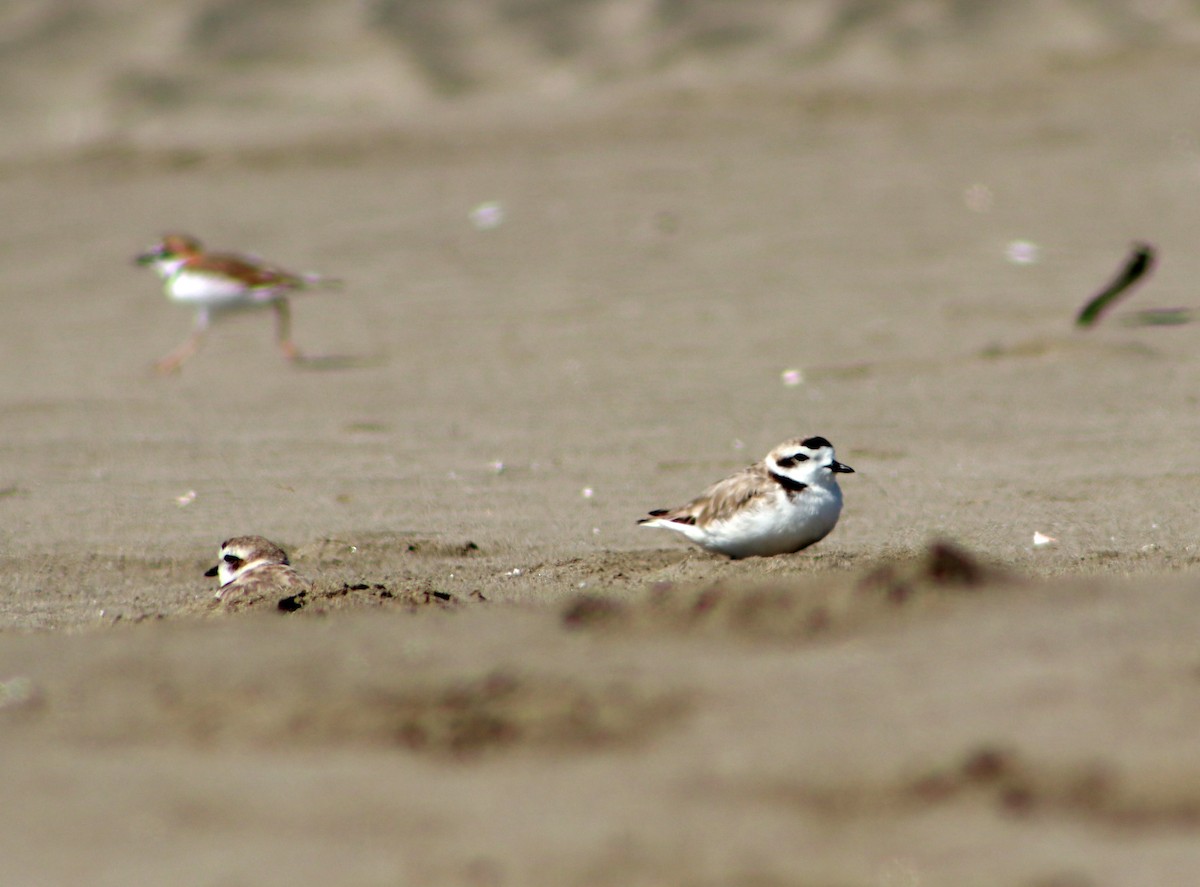 Snowy Plover - ML617435119