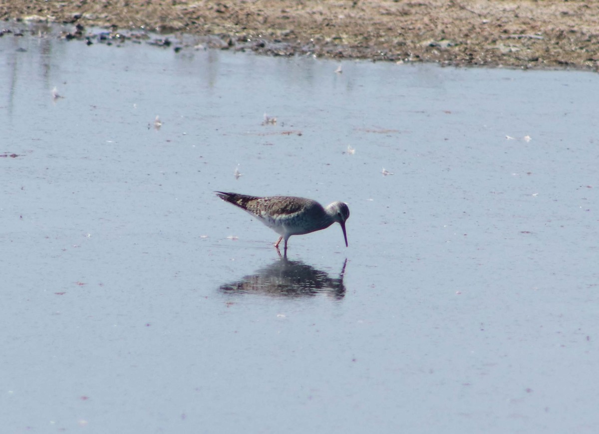 Lesser Yellowlegs - Patricio Camacho