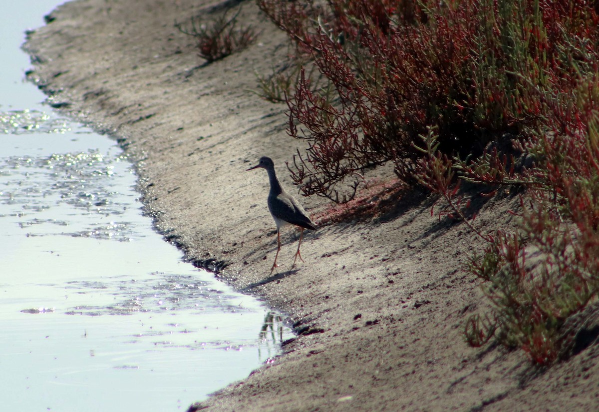 Lesser Yellowlegs - ML617435142