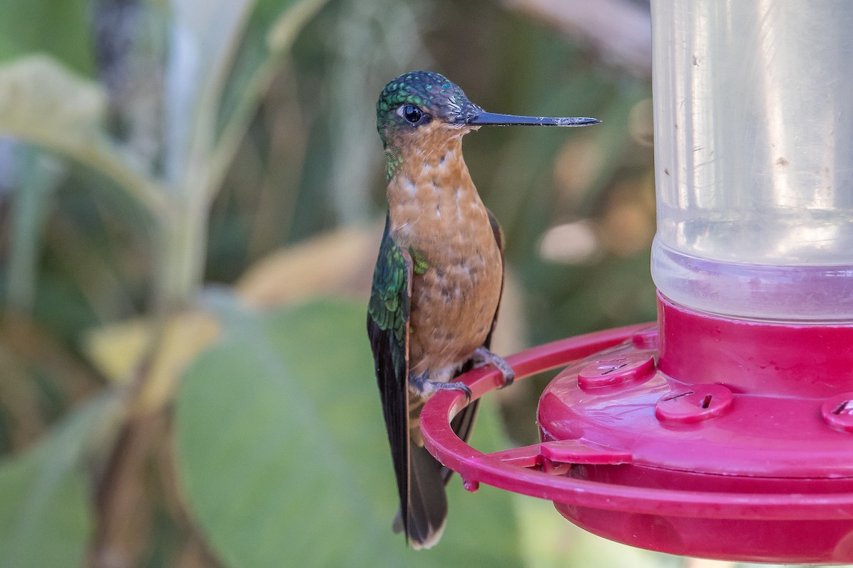 White-tailed Starfrontlet - ML617435154