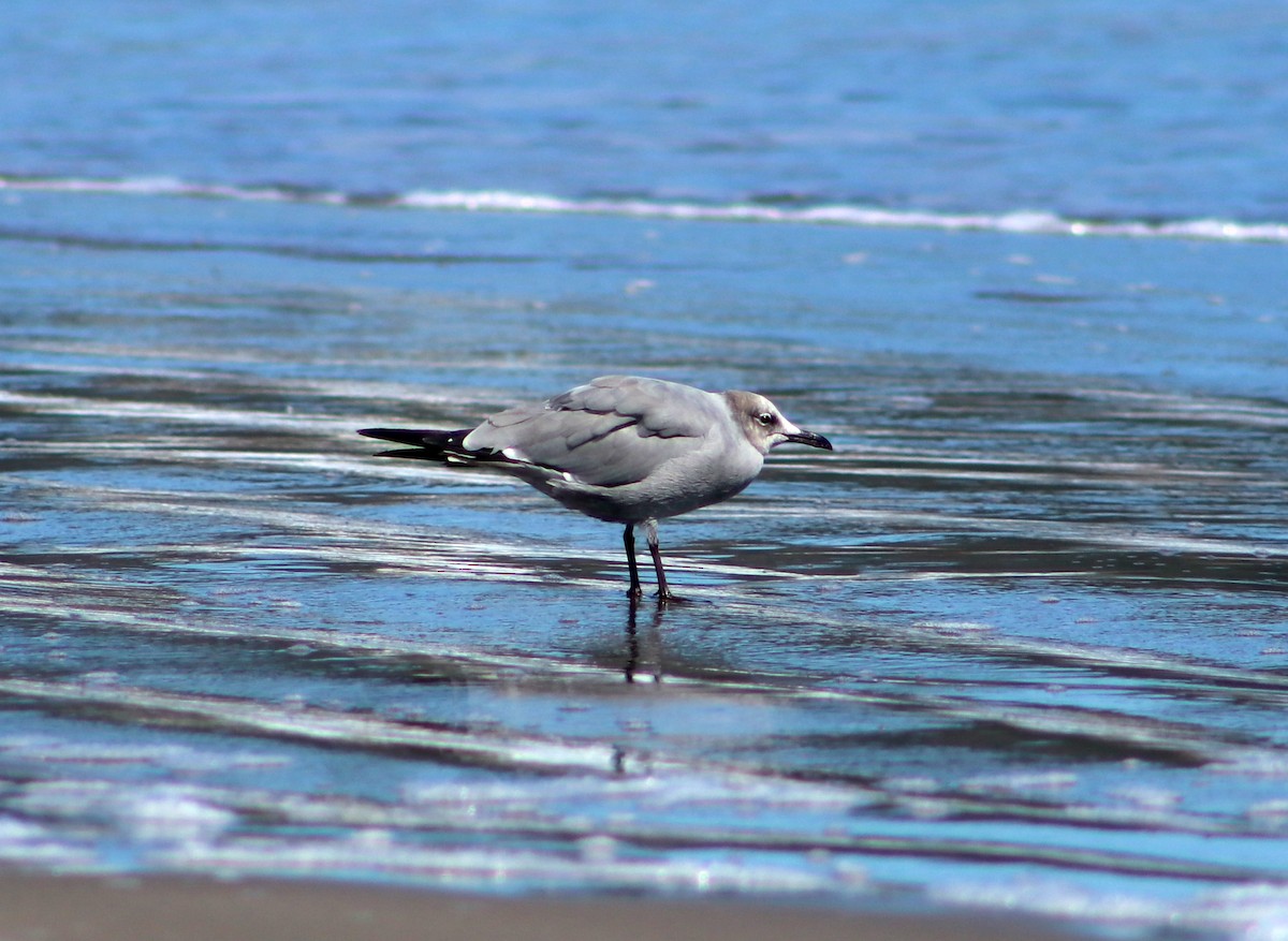 Gray Gull - ML617435155