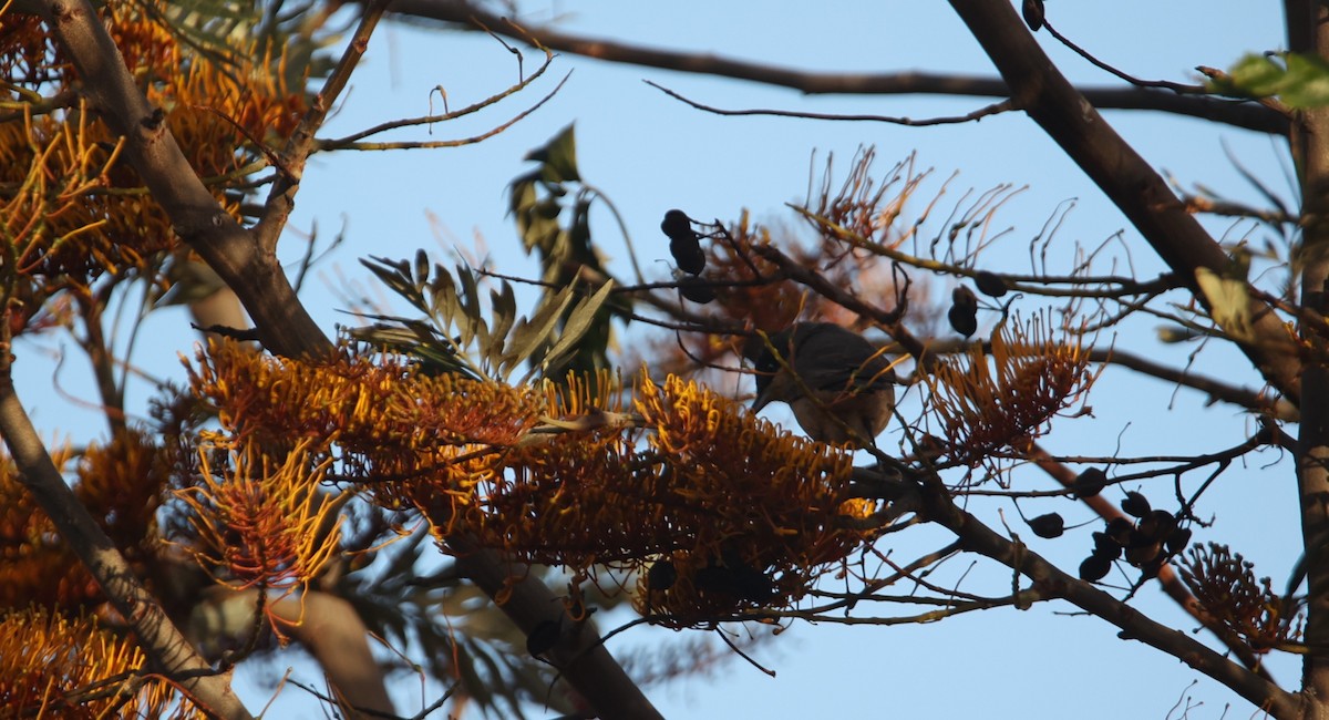 Western Orphean Warbler - ML617435229