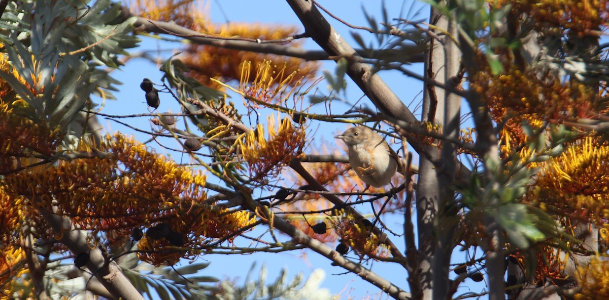 Greater Whitethroat - ML617435244