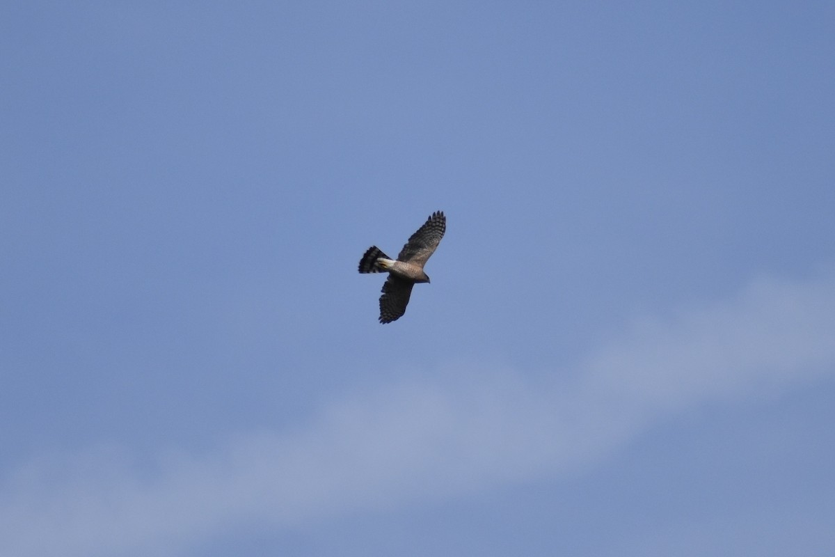 Cooper's Hawk - ML617435270