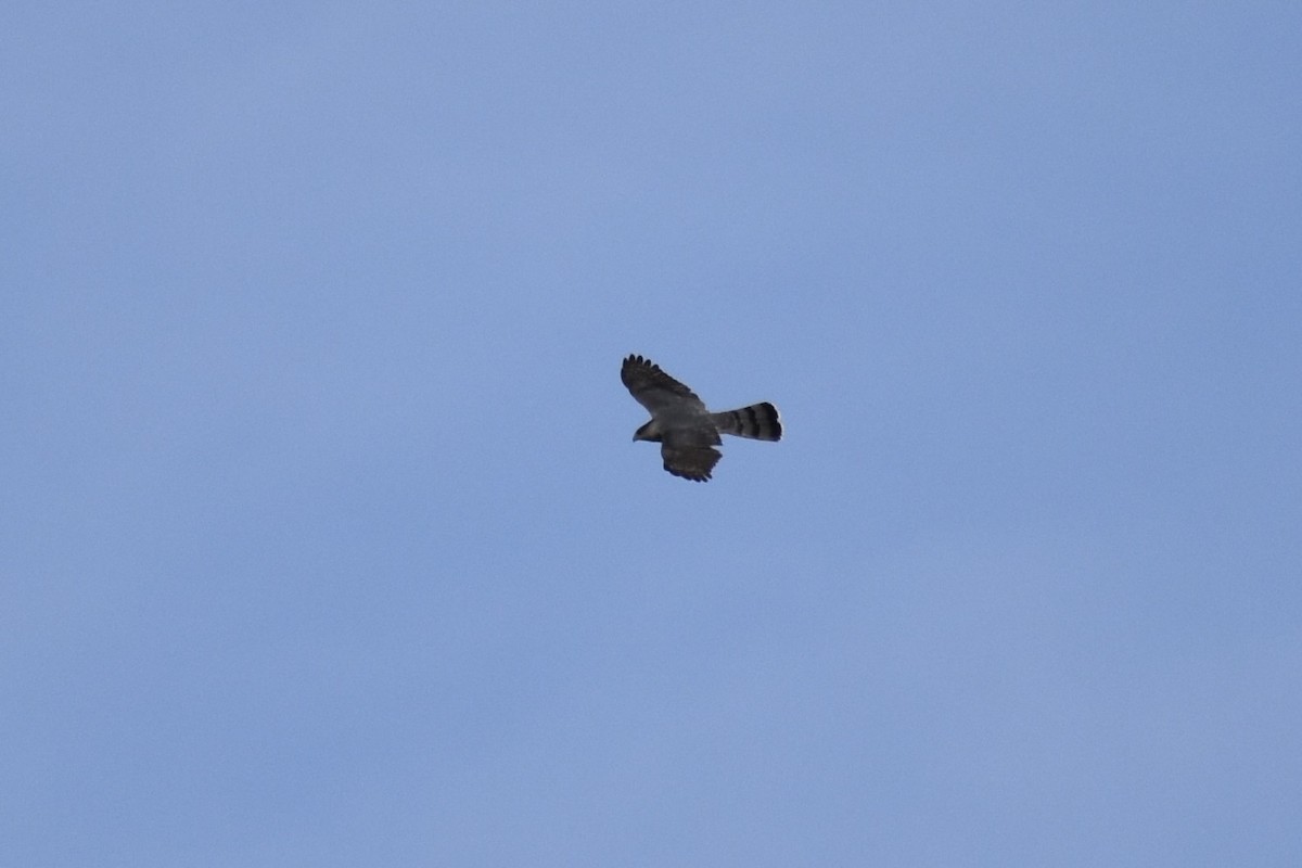 Cooper's Hawk - ML617435272