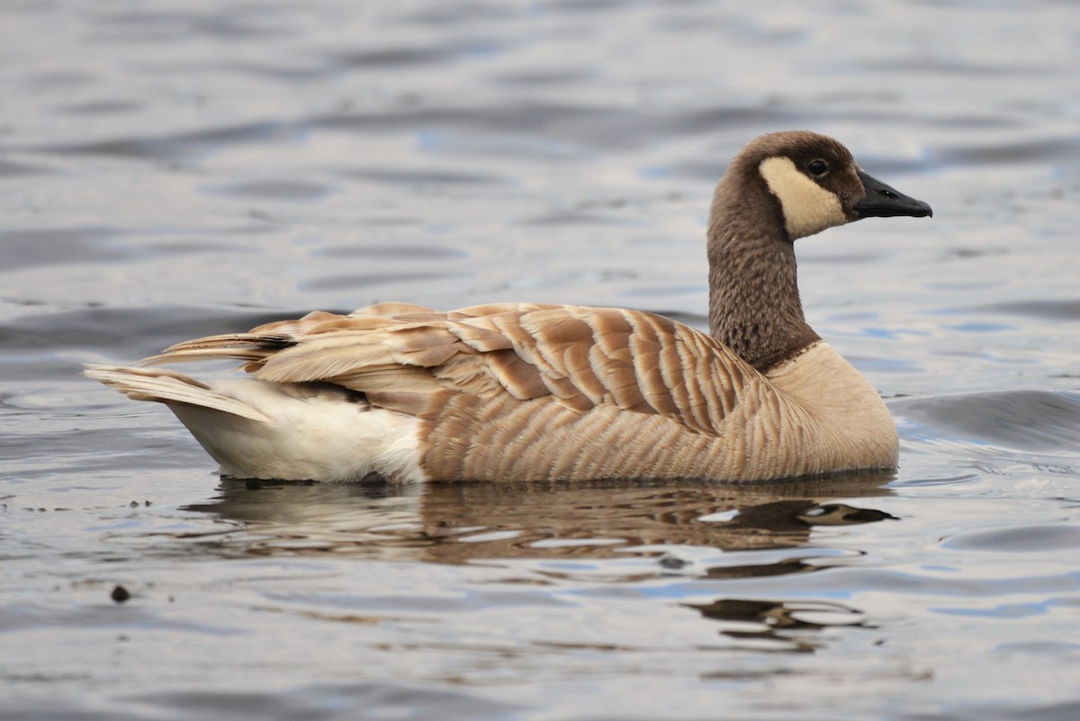 Canada Goose - ML617435280