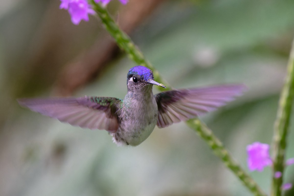 Violet-headed Hummingbird - ML617435303