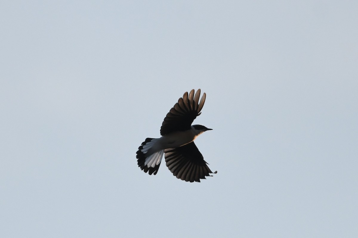 Eastern Black-eared Wheatear - Marcin Sołowiej