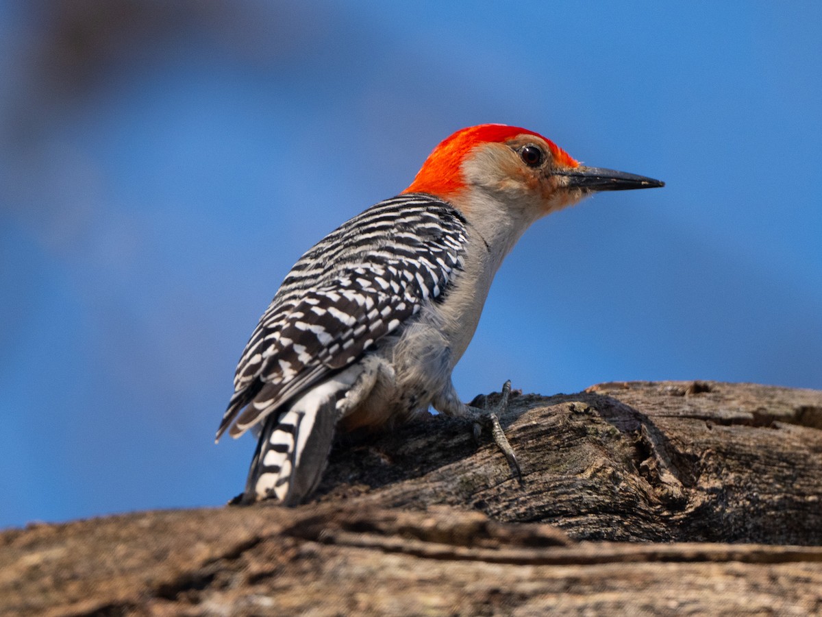 Red-bellied Woodpecker - ML617435337