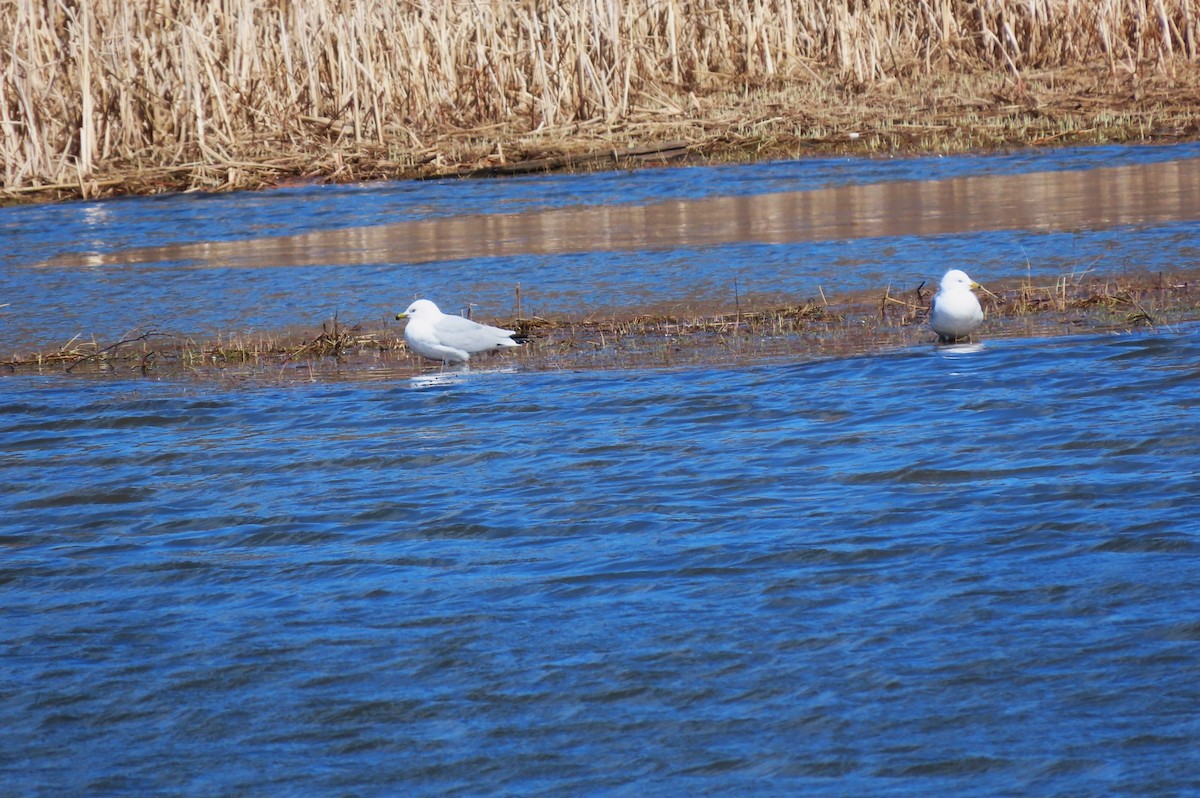 Ring-billed Gull - ML617435383