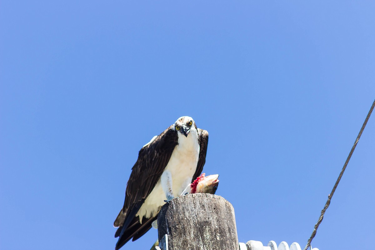 Águila Pescadora - ML617435408