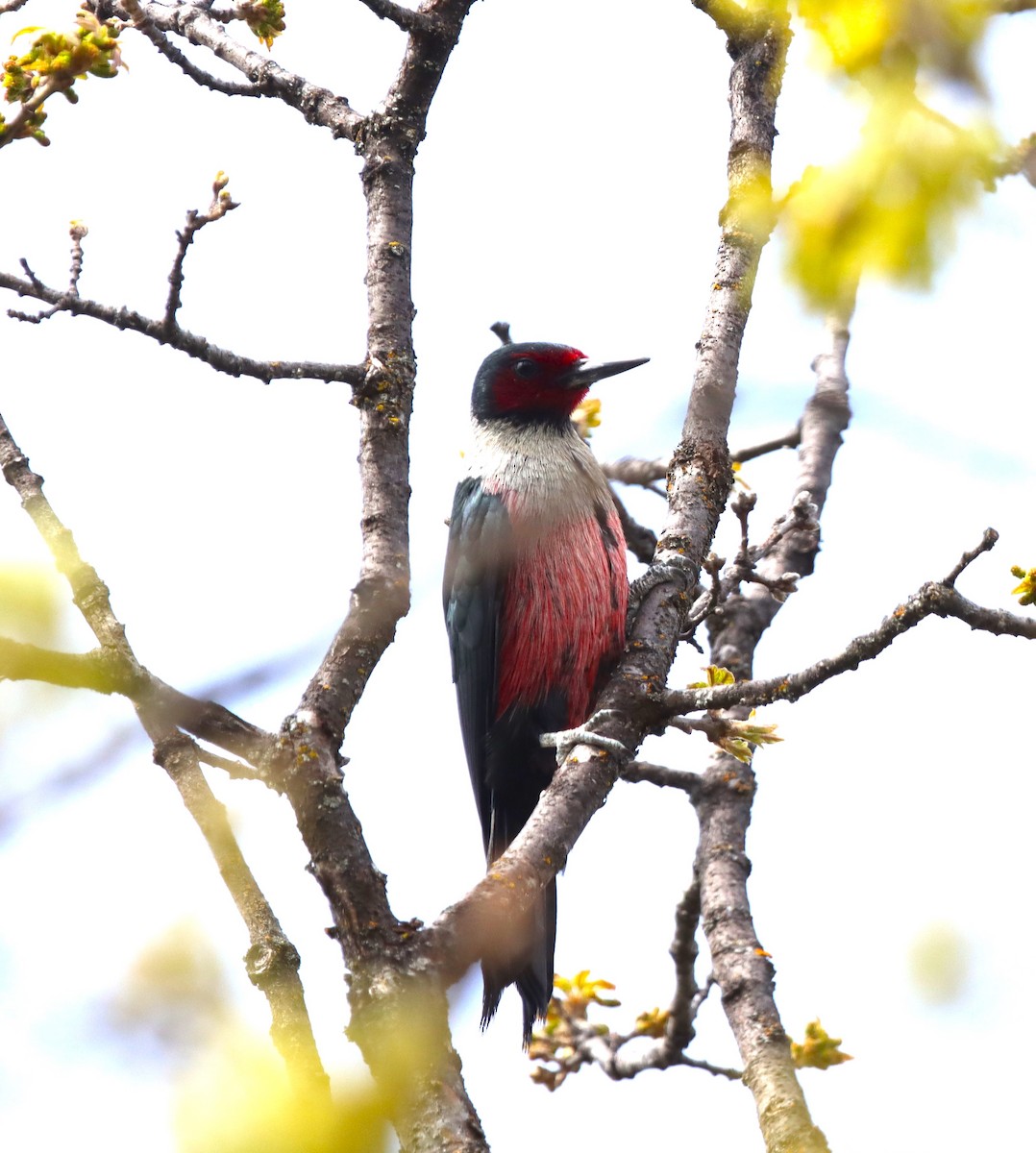 Lewis's Woodpecker - Terry Martin