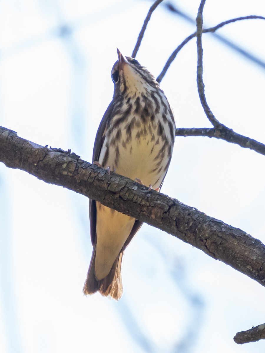 Louisiana Waterthrush - ML617435459