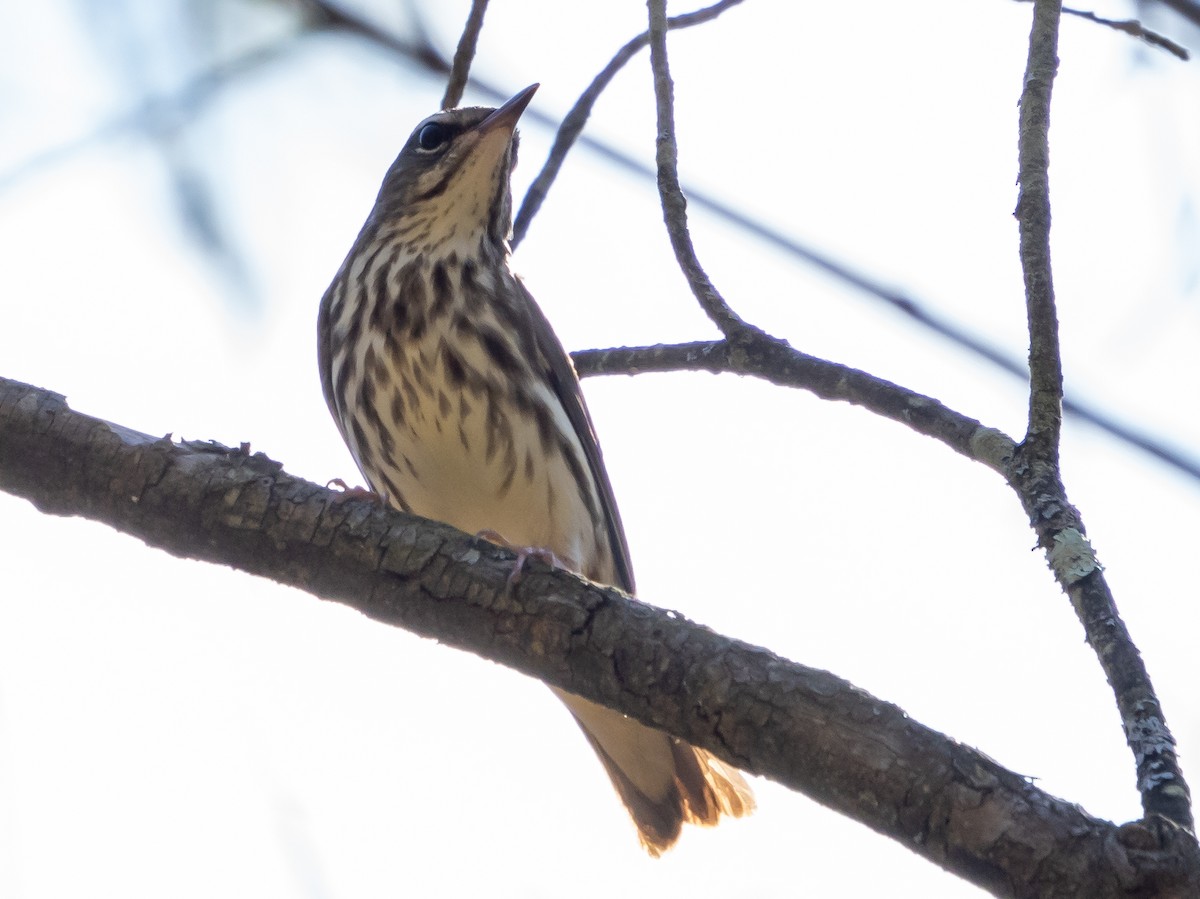 Louisiana Waterthrush - ML617435460