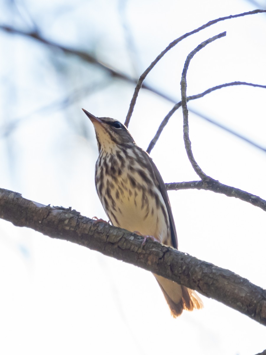 Louisiana Waterthrush - Robert Snyder