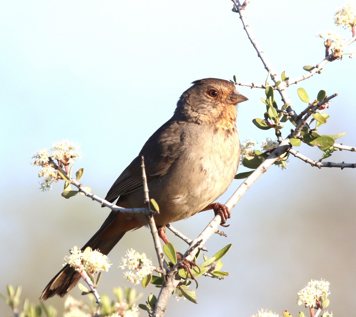 California Towhee - Terry Martin