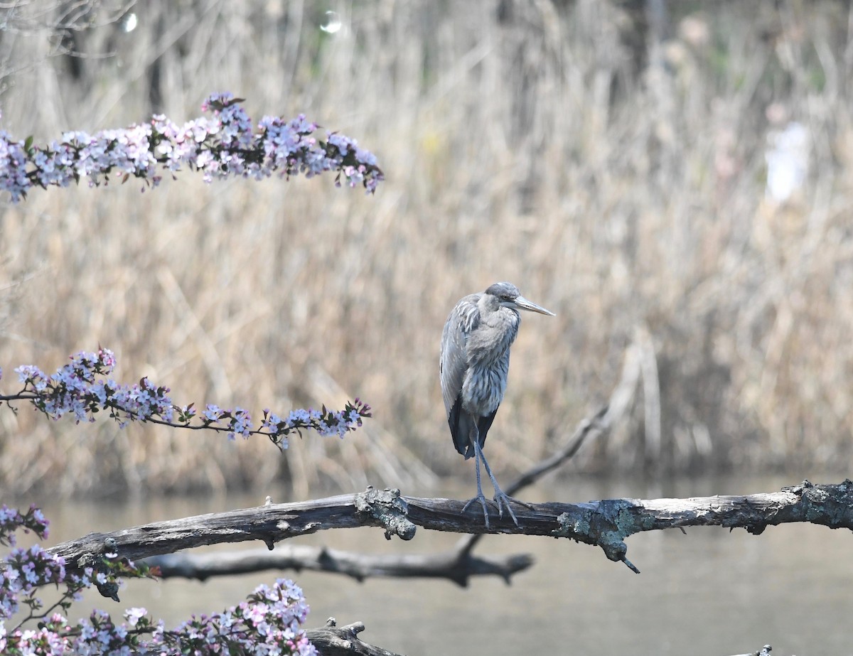 Great Blue Heron (Great Blue) - Peter Paul