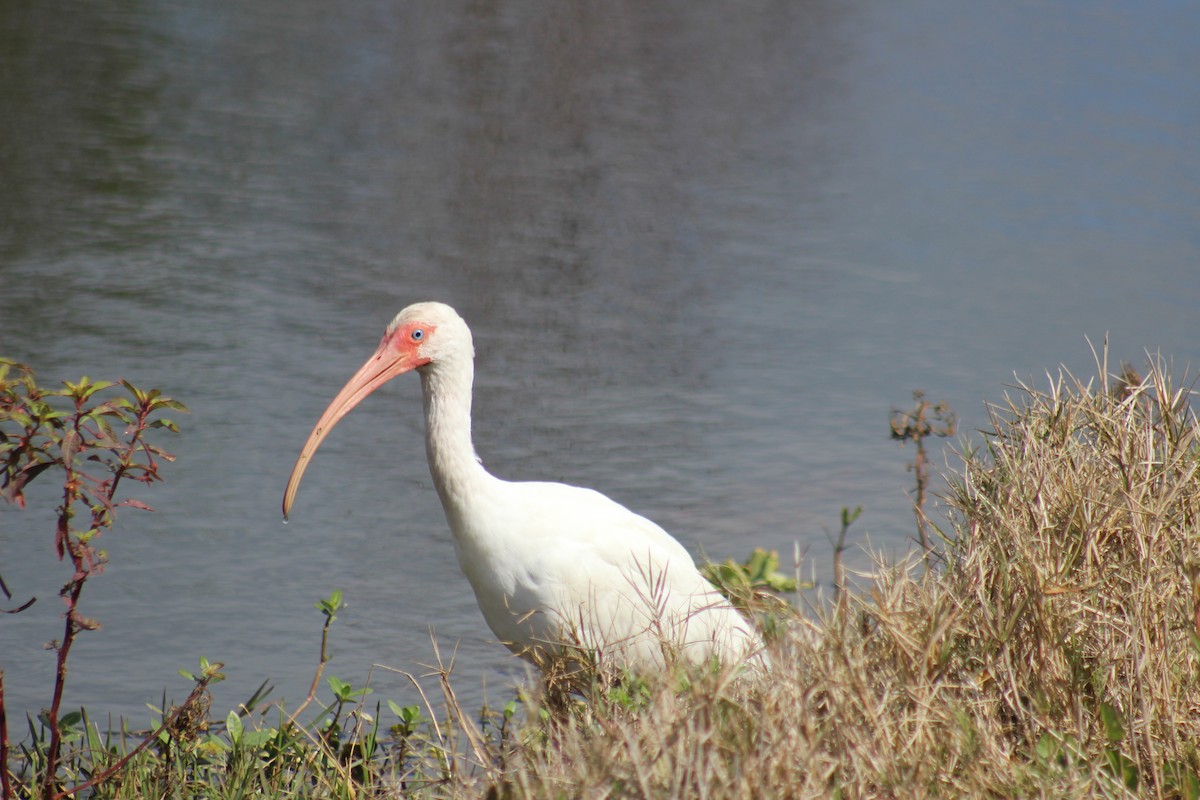 ibis bílý - ML617435684