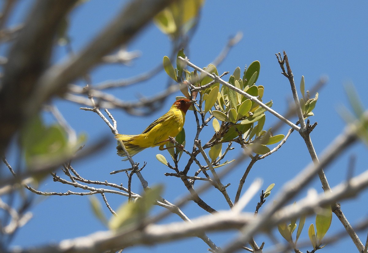 Yellow Warbler - Richard Mckay