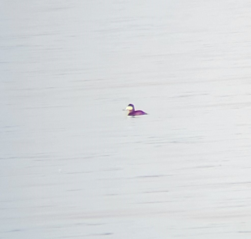 Ruddy Duck - ML617435694