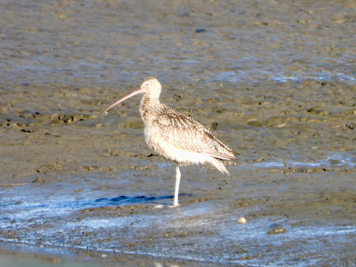 Long-billed Curlew - MIck Griffin