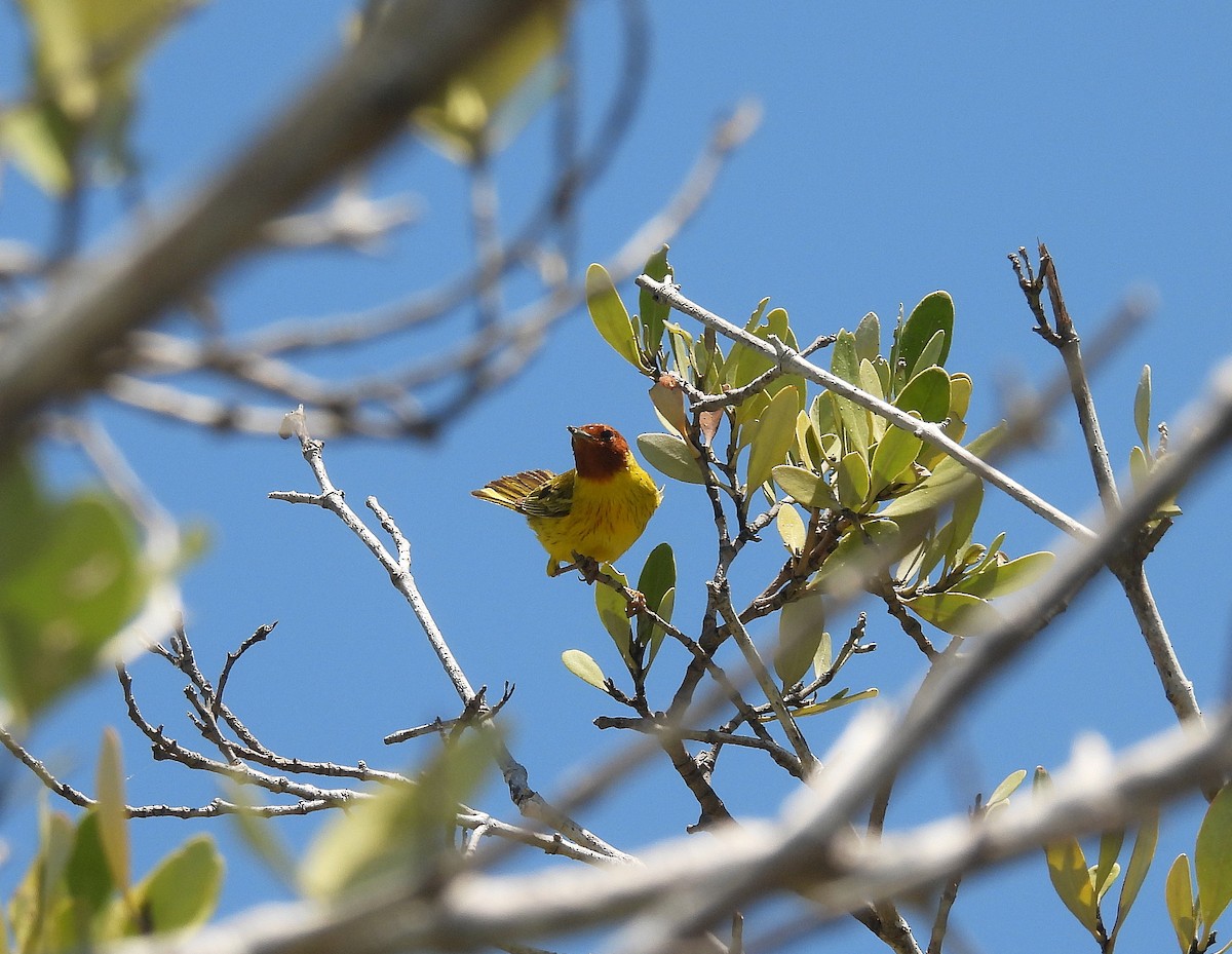 Yellow Warbler - Richard Mckay