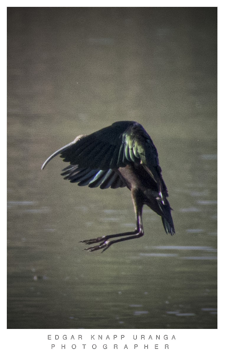 White-faced Ibis - ML617435739