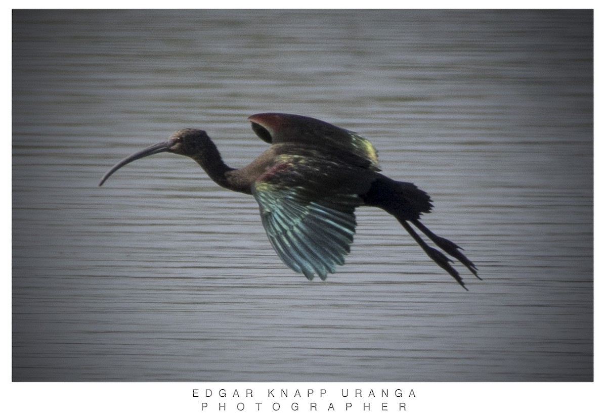 White-faced Ibis - ML617435740
