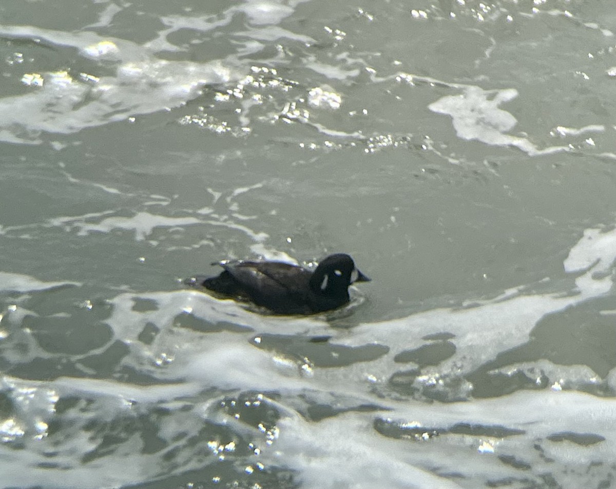 Harlequin Duck - ML617435784