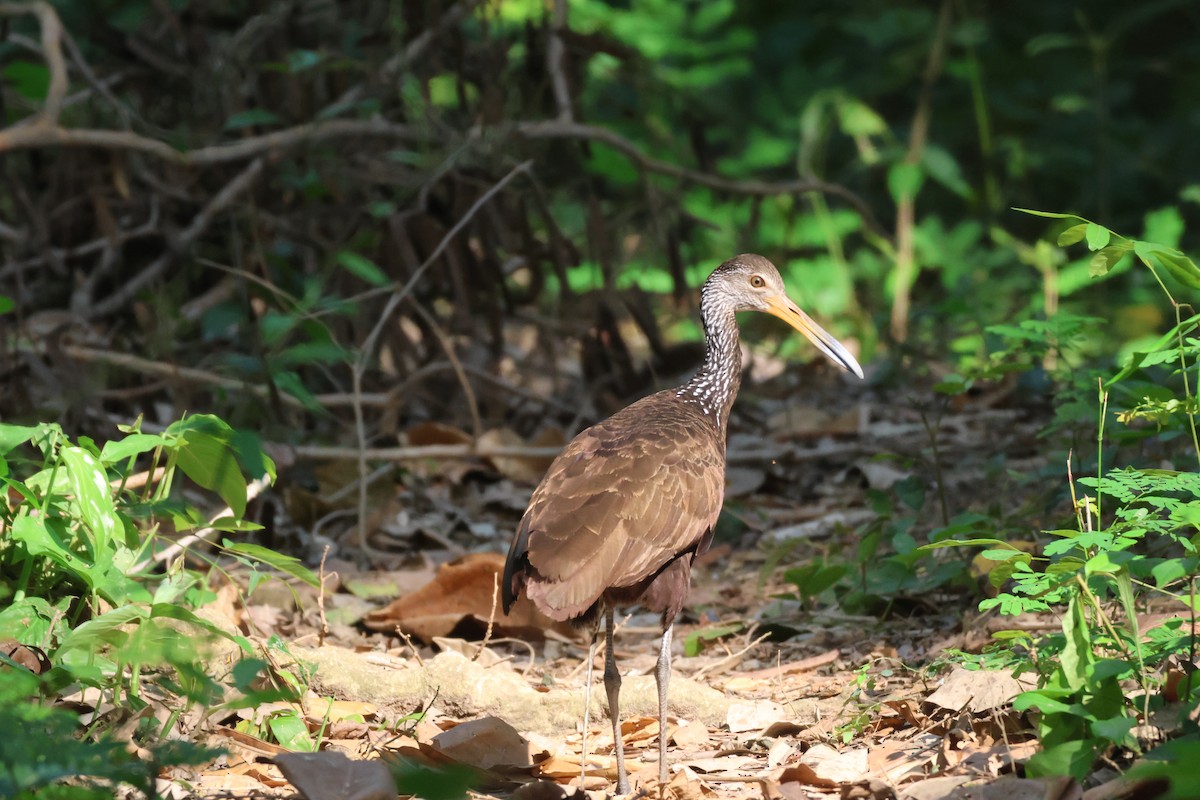 Limpkin - ML617435819