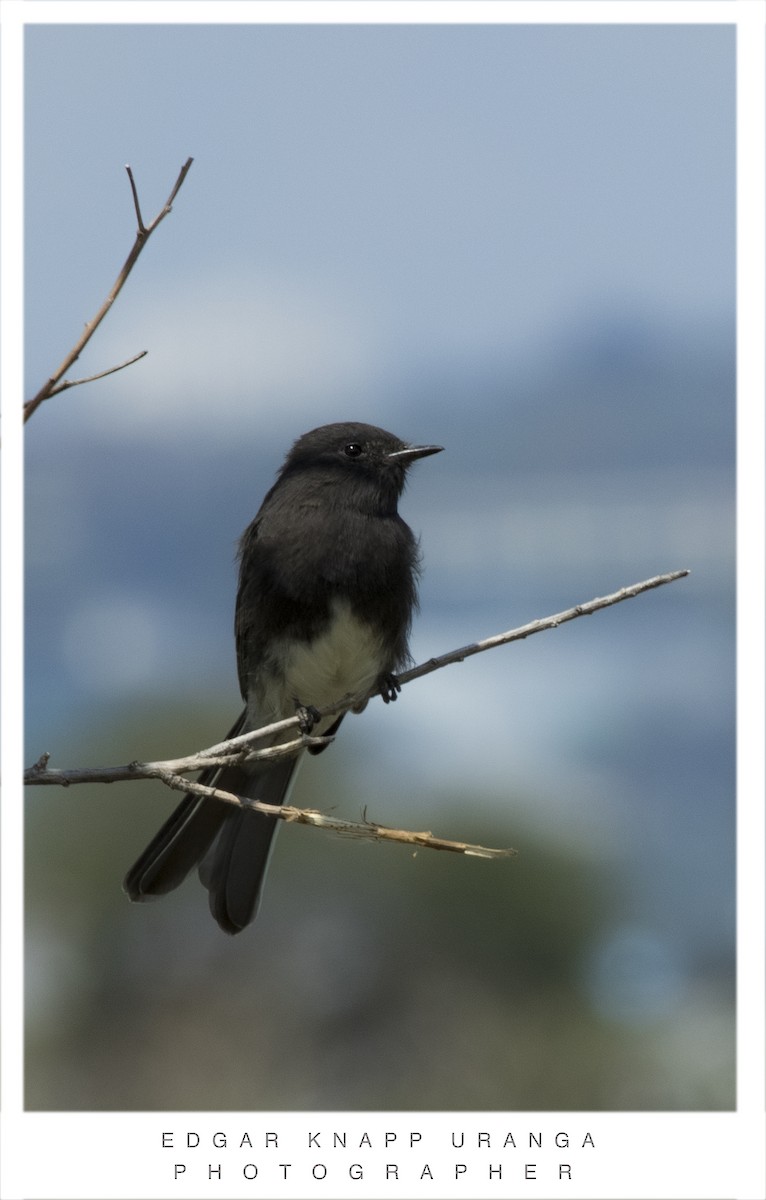 Black Phoebe - ML617435855