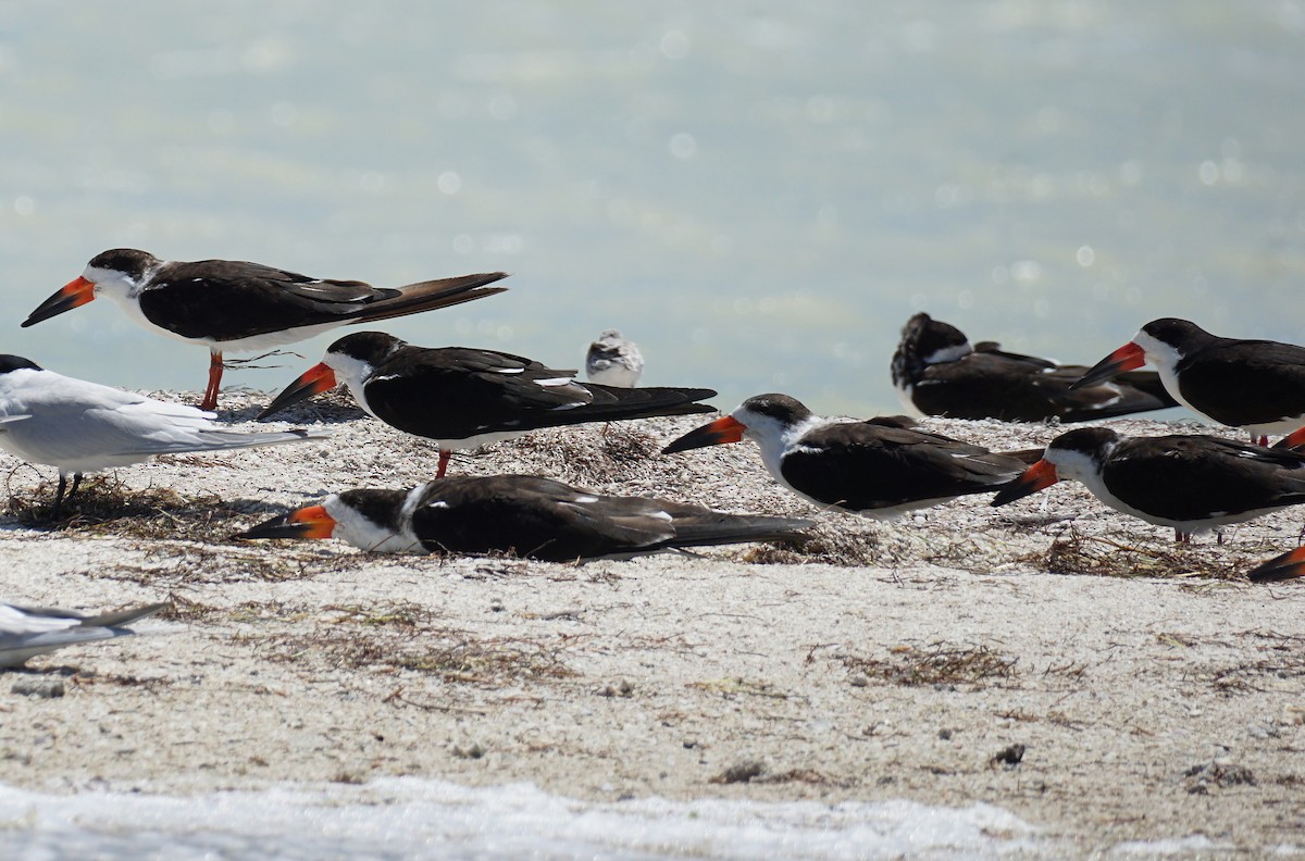 Black Skimmer - ML617435863