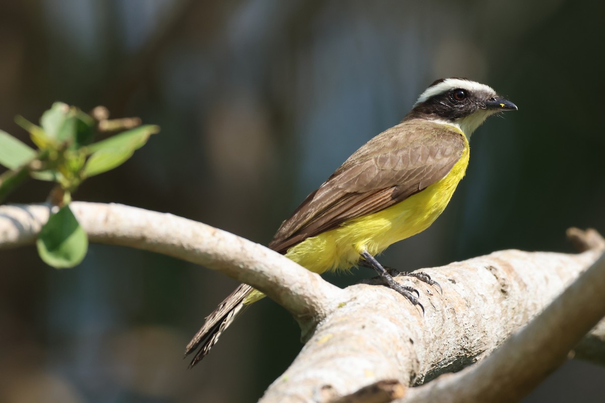 Rusty-margined Flycatcher - ML617435871