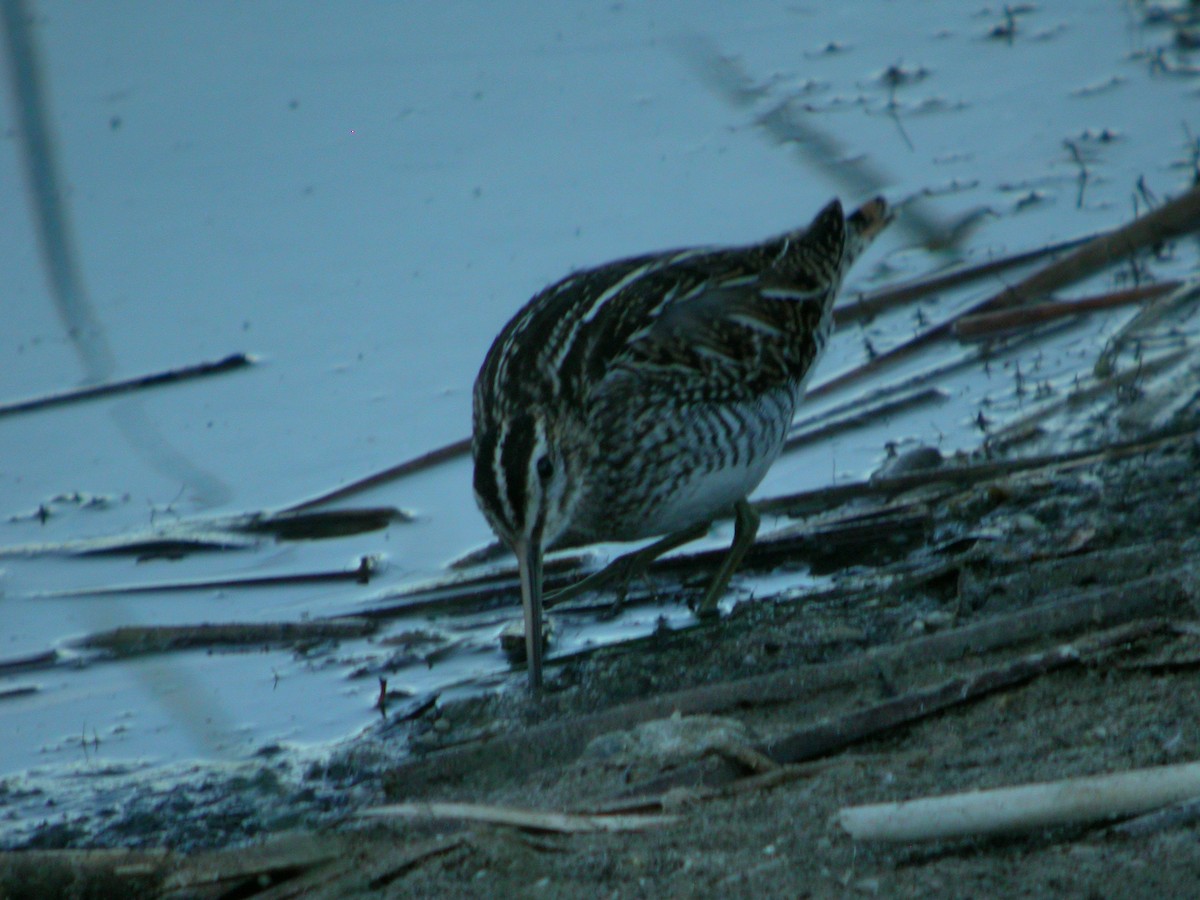 Common Snipe - ML617435891