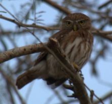 Ferruginous Pygmy-Owl - Dave Busch