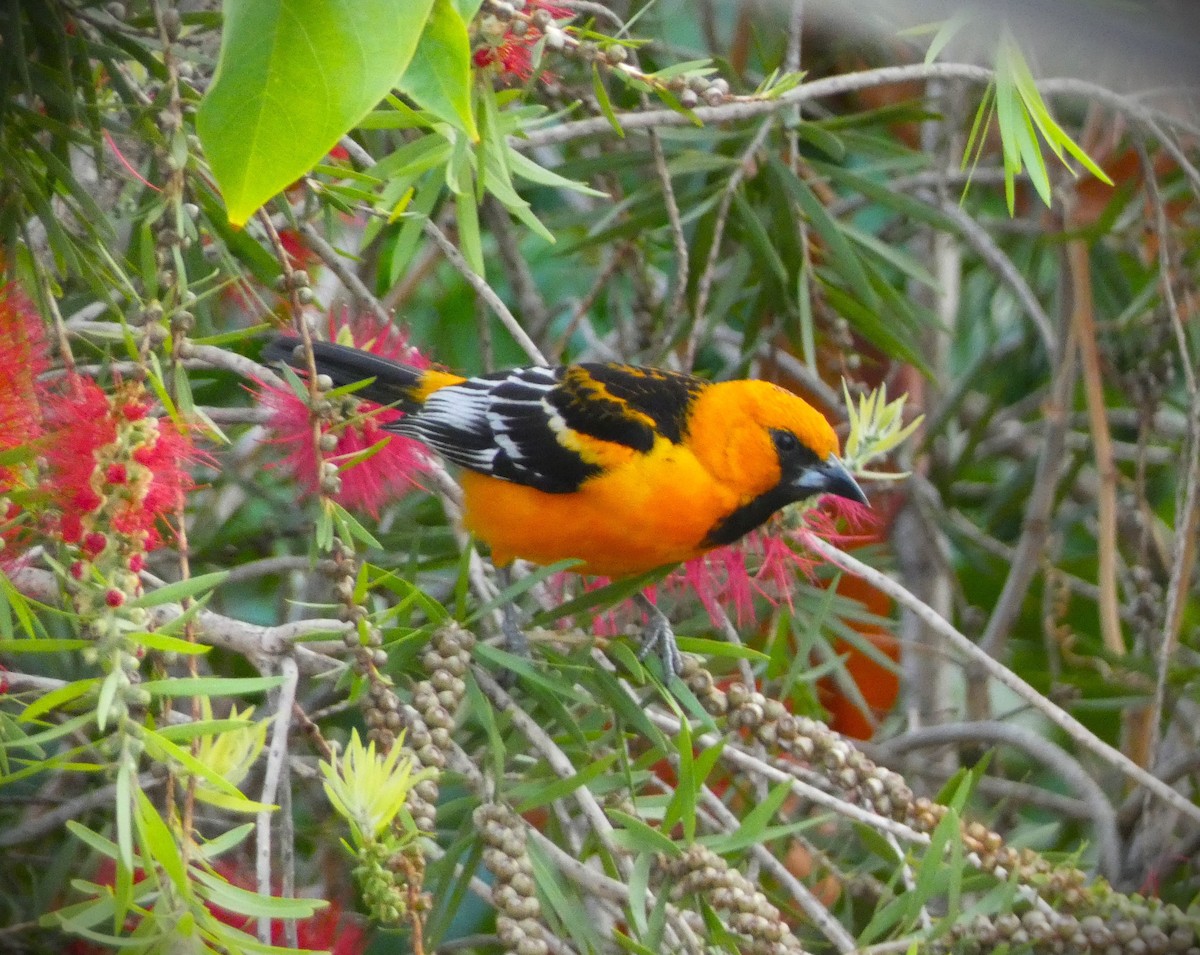 Streak-backed Oriole - ML617435918