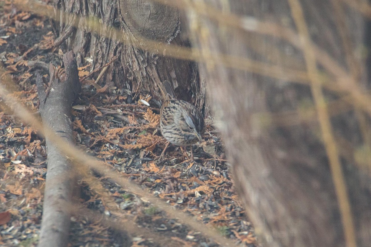 Lincoln's Sparrow - ML617435923