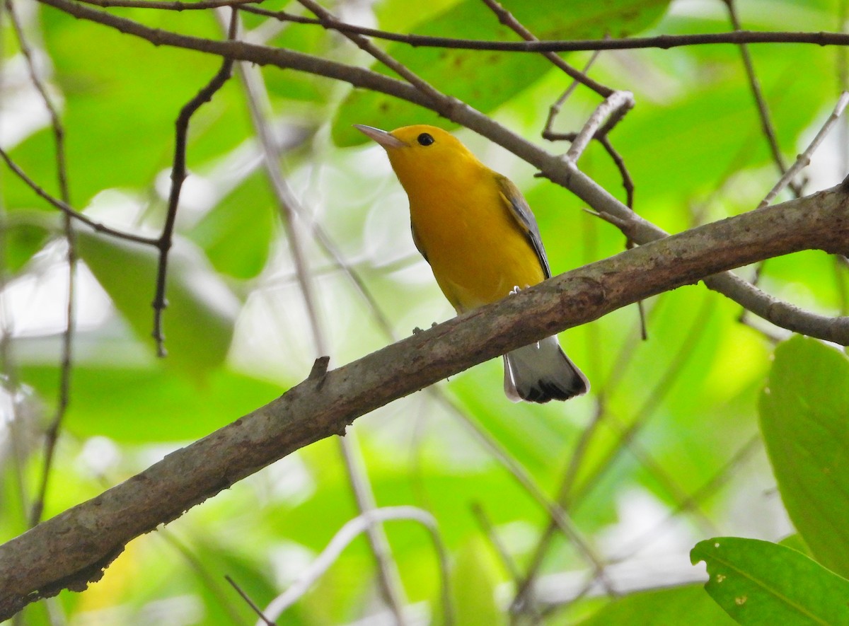 Prothonotary Warbler - ML617435924