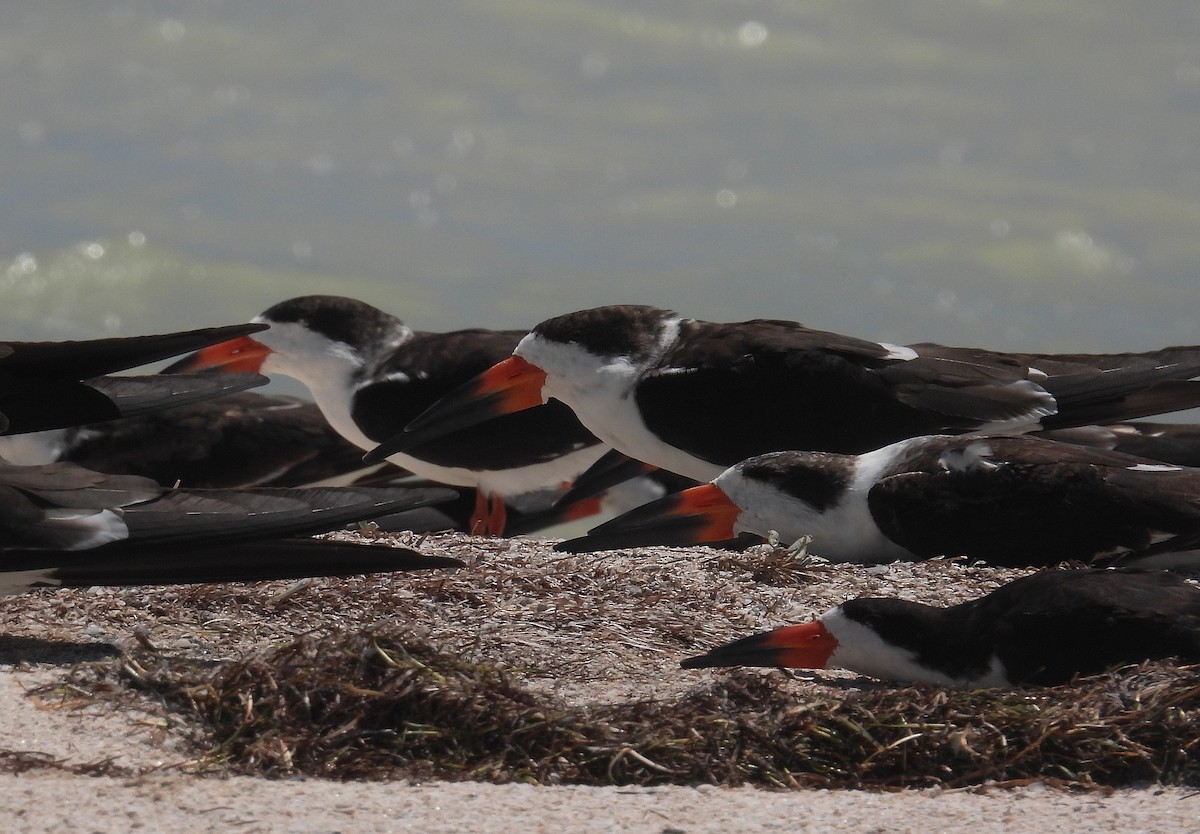 Black Skimmer - ML617435958