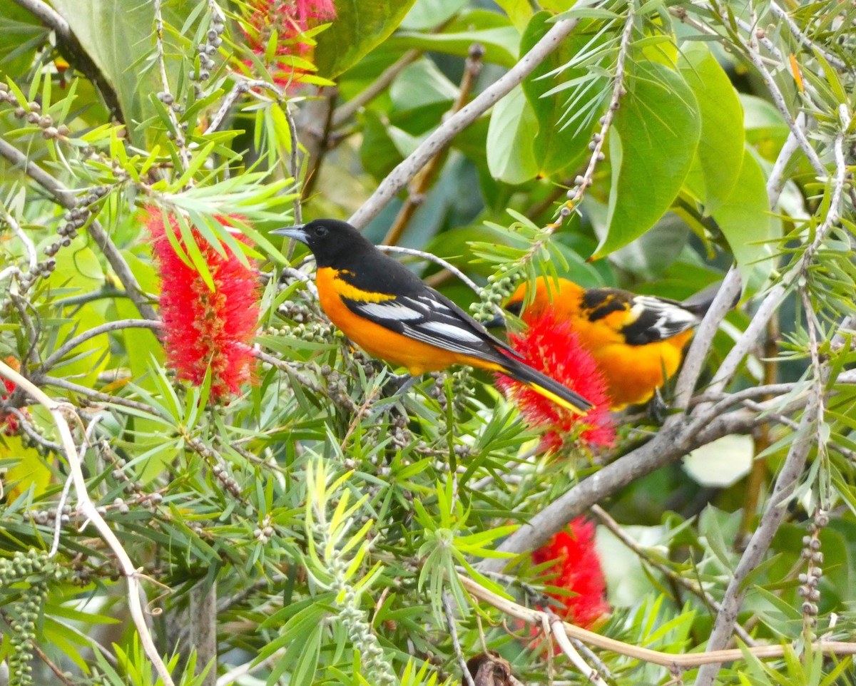 Baltimore Oriole - ML617435968