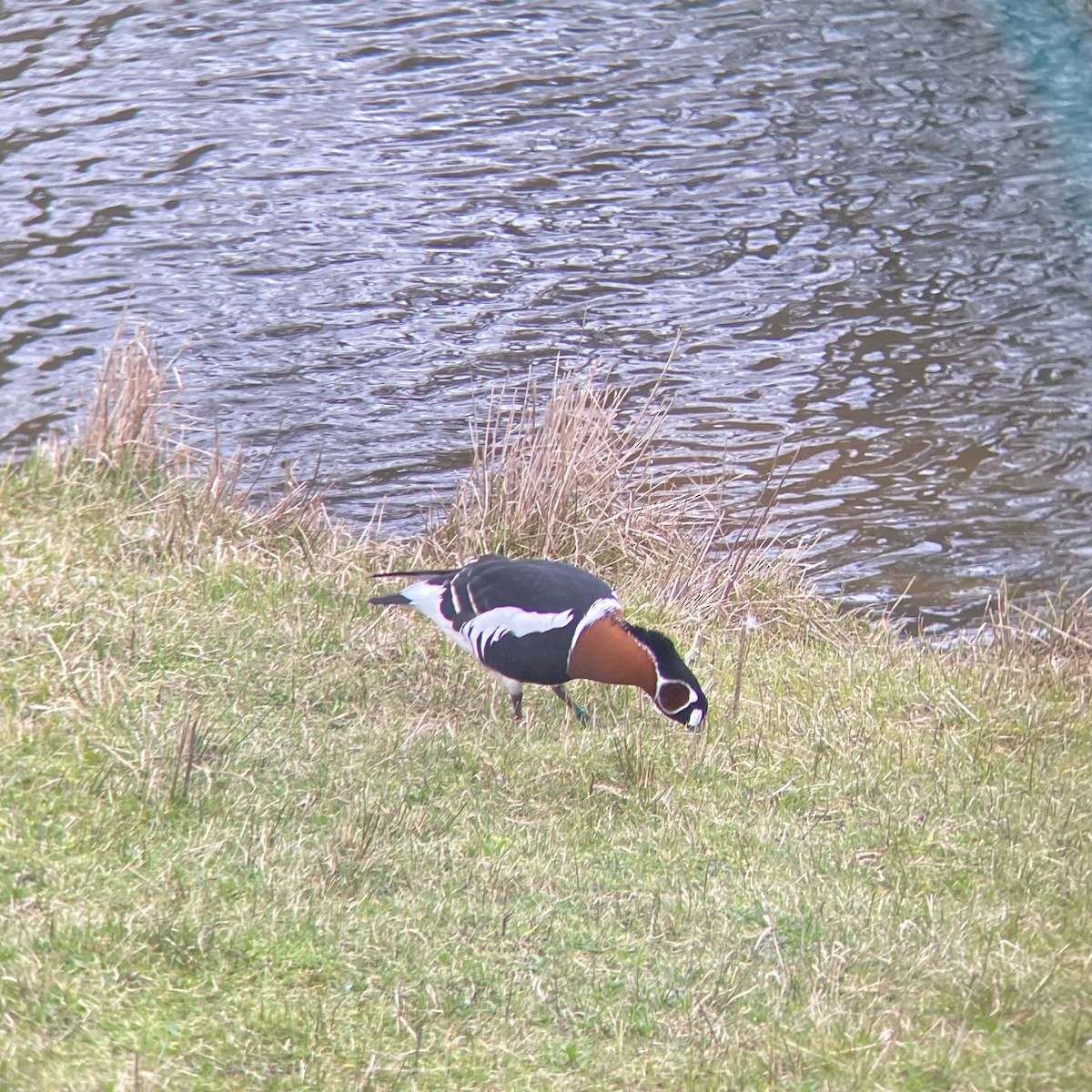 Red-breasted Goose - ML617435978