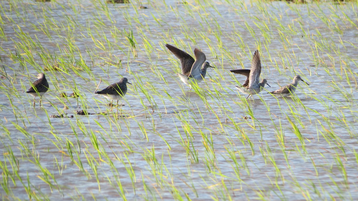 Lesser Yellowlegs - Delvis Toledo