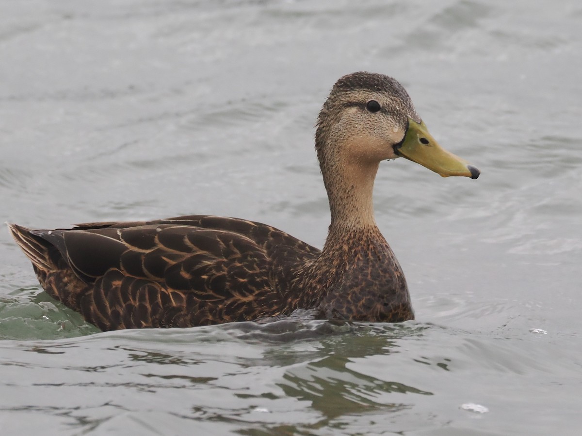 Mottled Duck - ML617436013