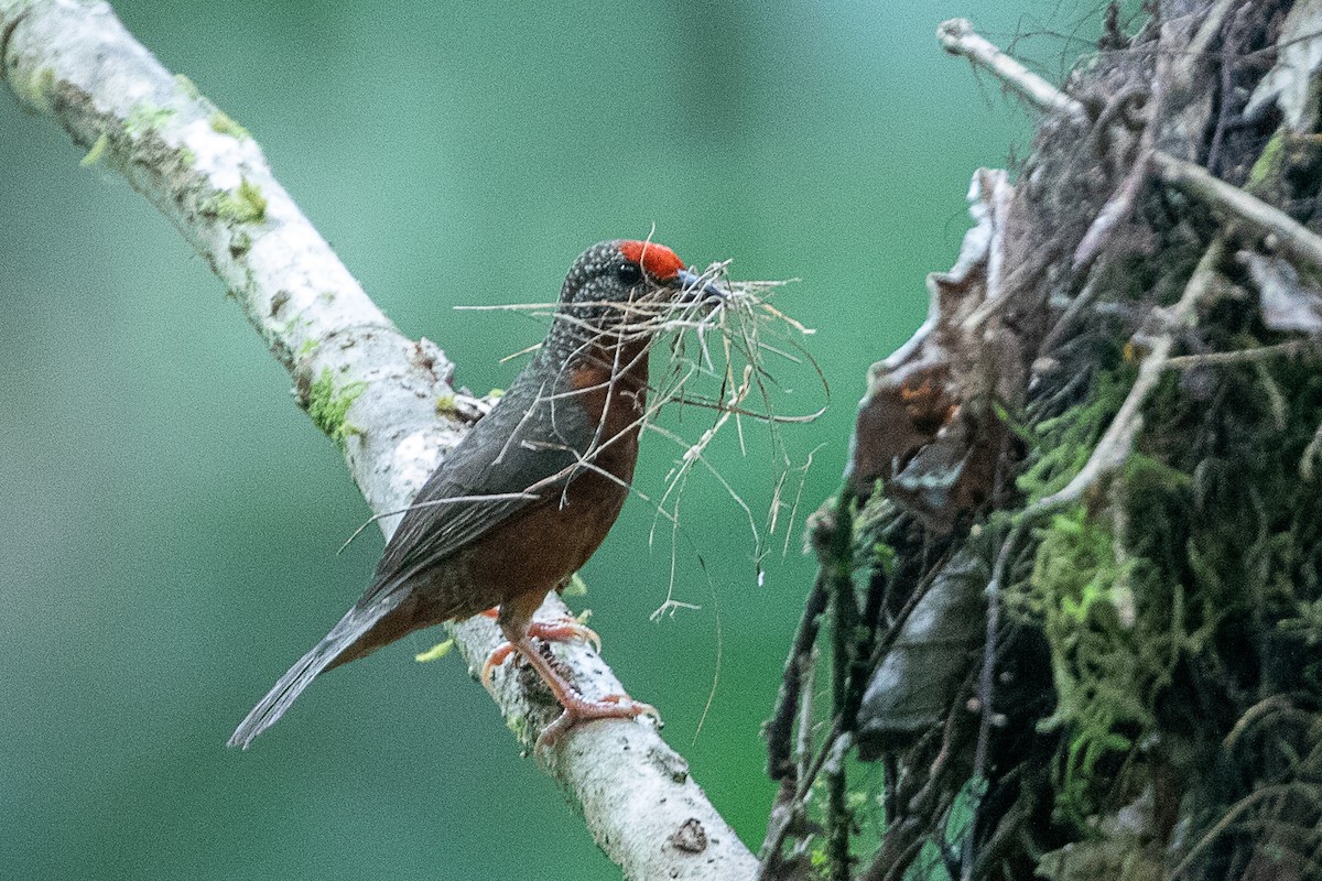 Red-fronted Antpecker - ML617436015