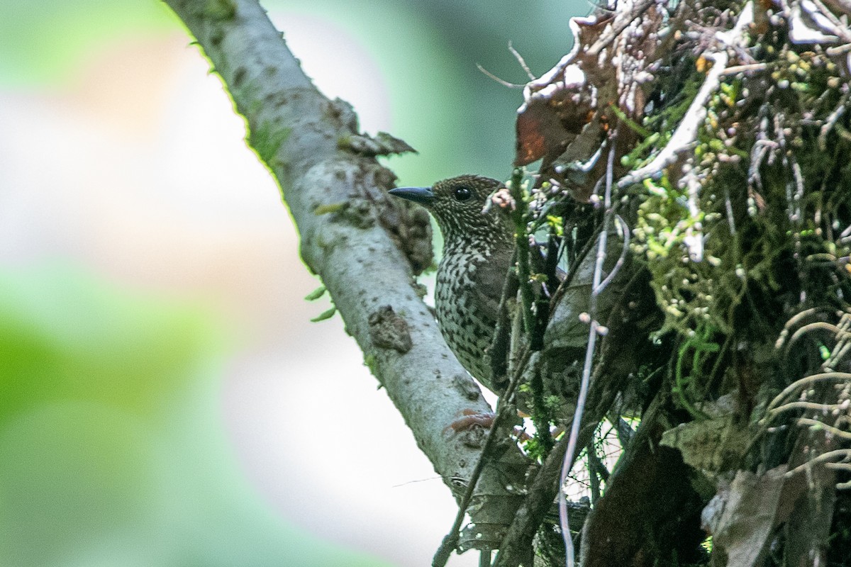 Red-fronted Antpecker - ML617436016