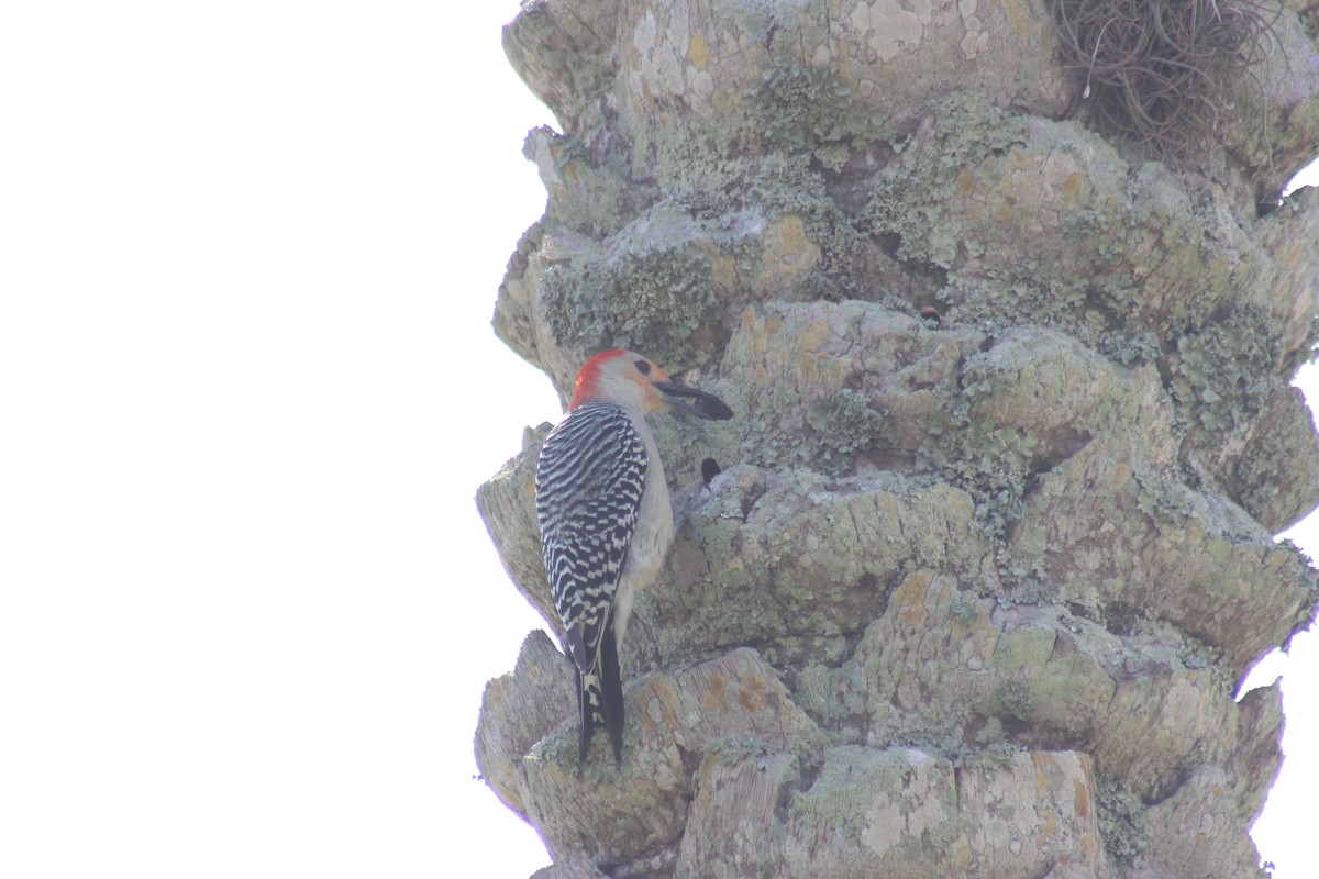 Red-bellied Woodpecker - Noah Zimmer