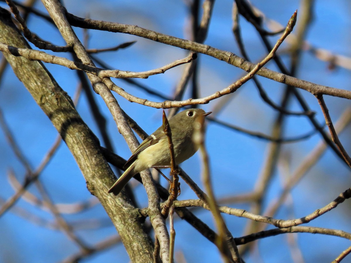 Ruby-crowned Kinglet - Randy Morgan