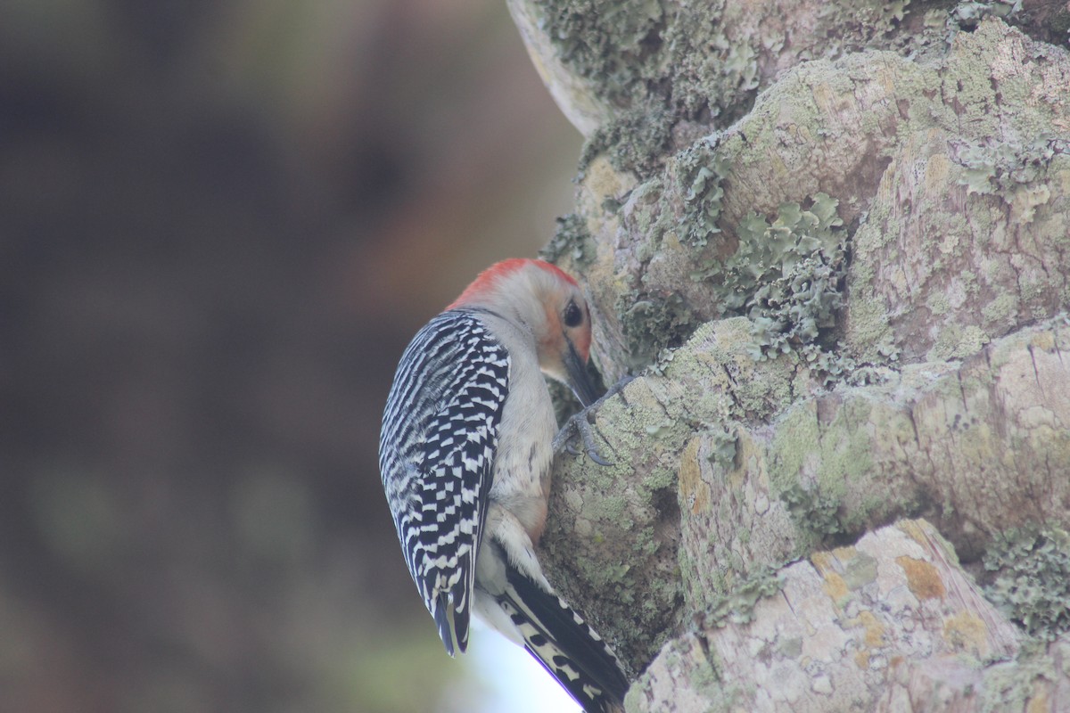 Red-bellied Woodpecker - Noah Zimmer