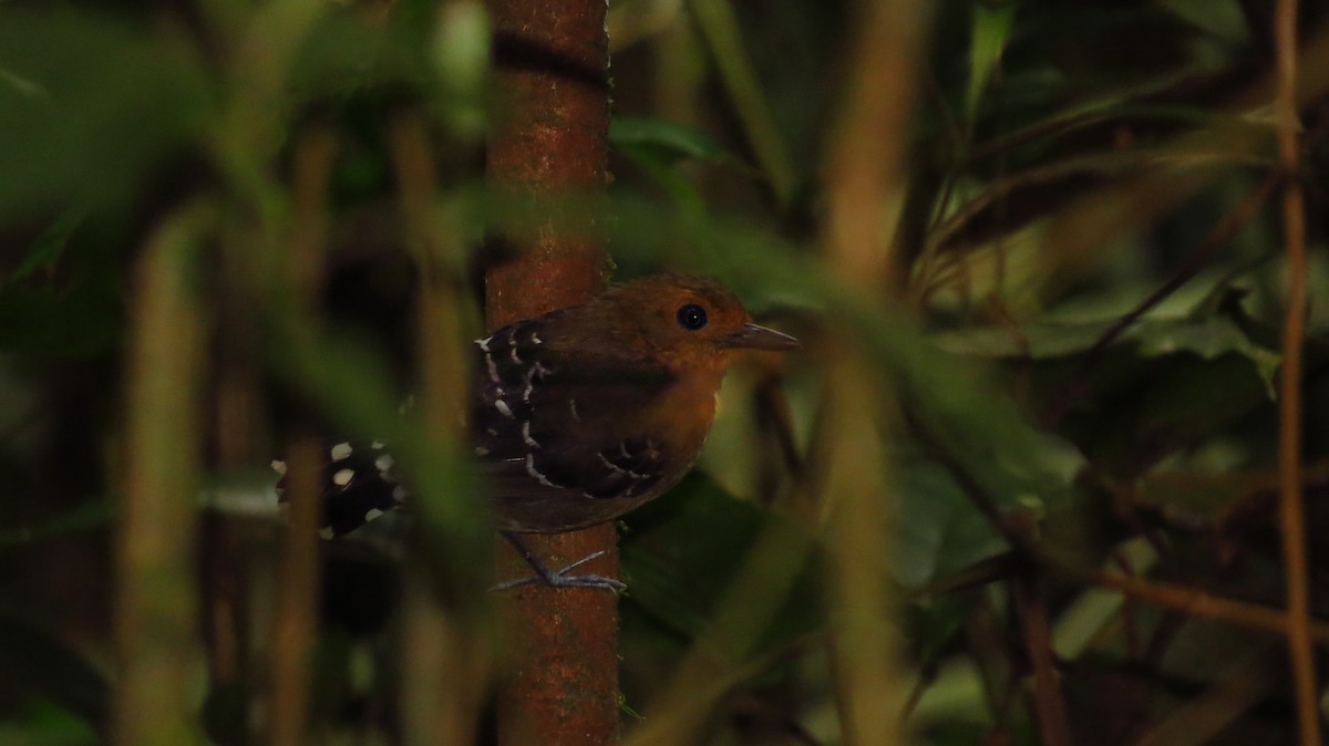 Common Scale-backed Antbird - Jorge Muñoz García   CAQUETA BIRDING